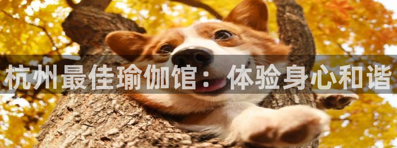 2024欧洲杯竞猜网址